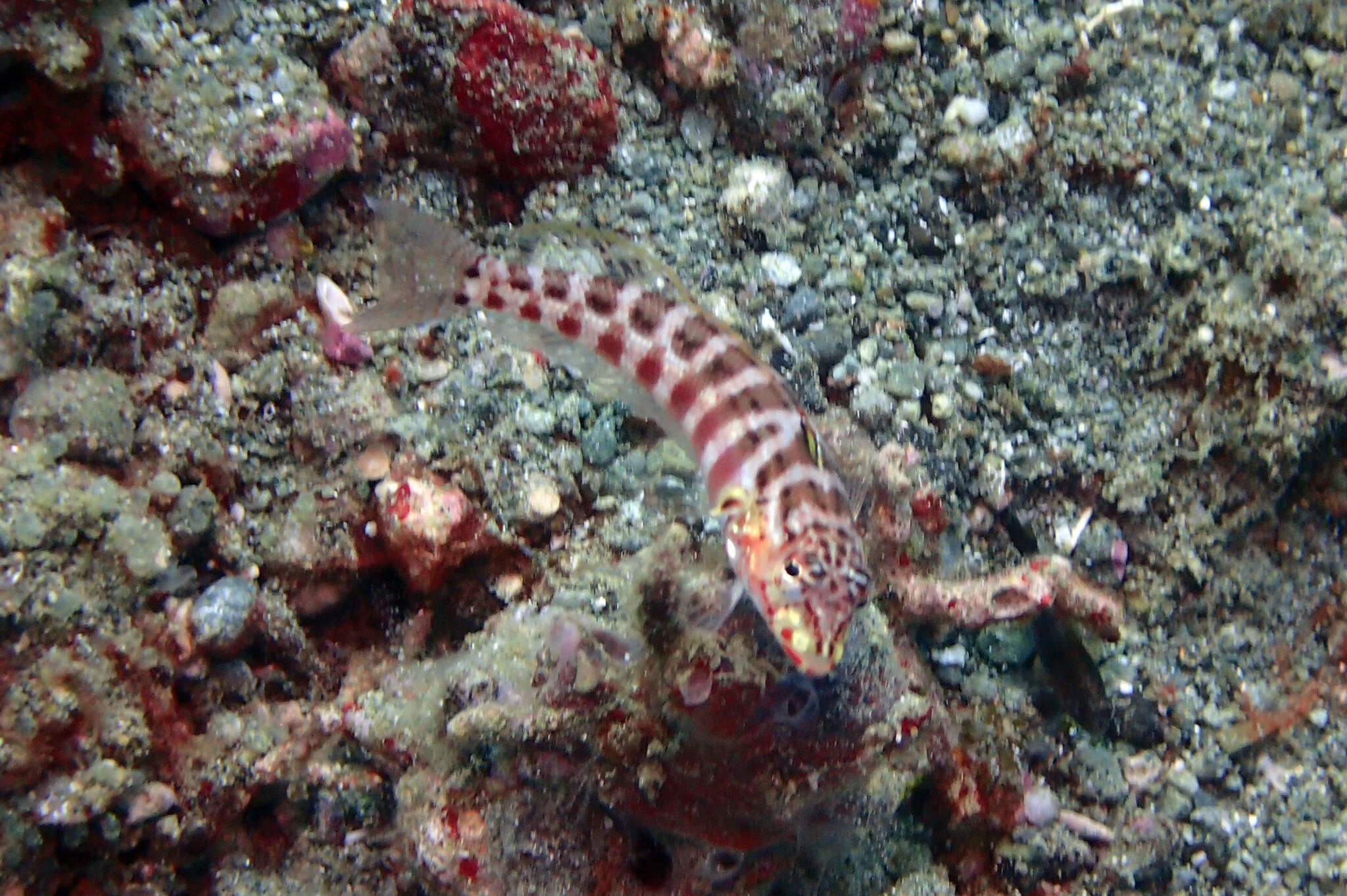 Image of Parapercis schauinslandi