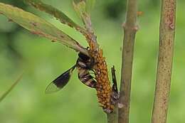 Sivun Dideopsis aegrota (Fabricius 1805) kuva