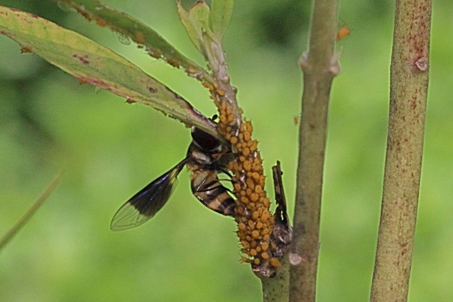 Sivun Dideopsis aegrota (Fabricius 1805) kuva