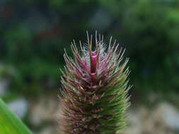 Phleum alpinum subsp. rhaeticum Humphries的圖片