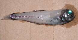 Image of Glacial Lanternfish