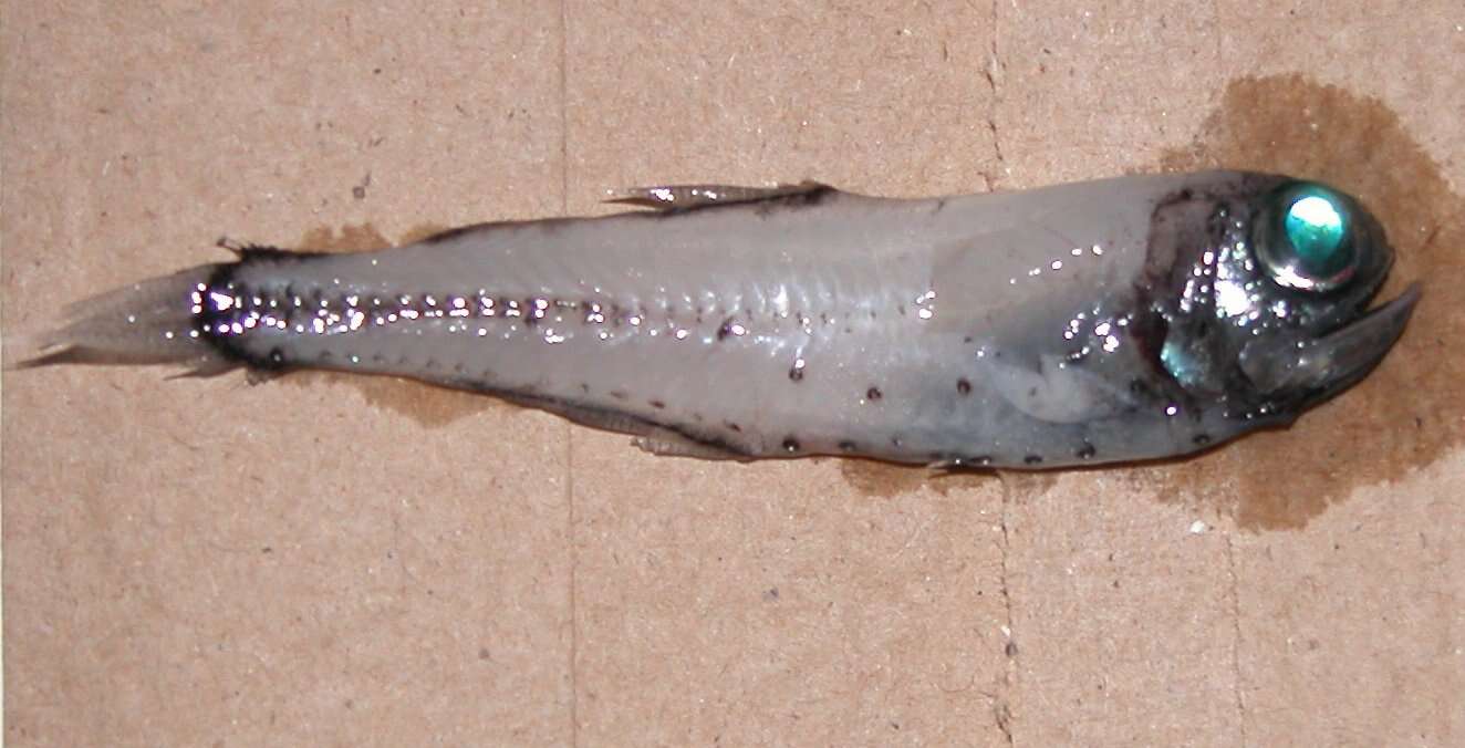 Sivun Pohjanvalokala kuva