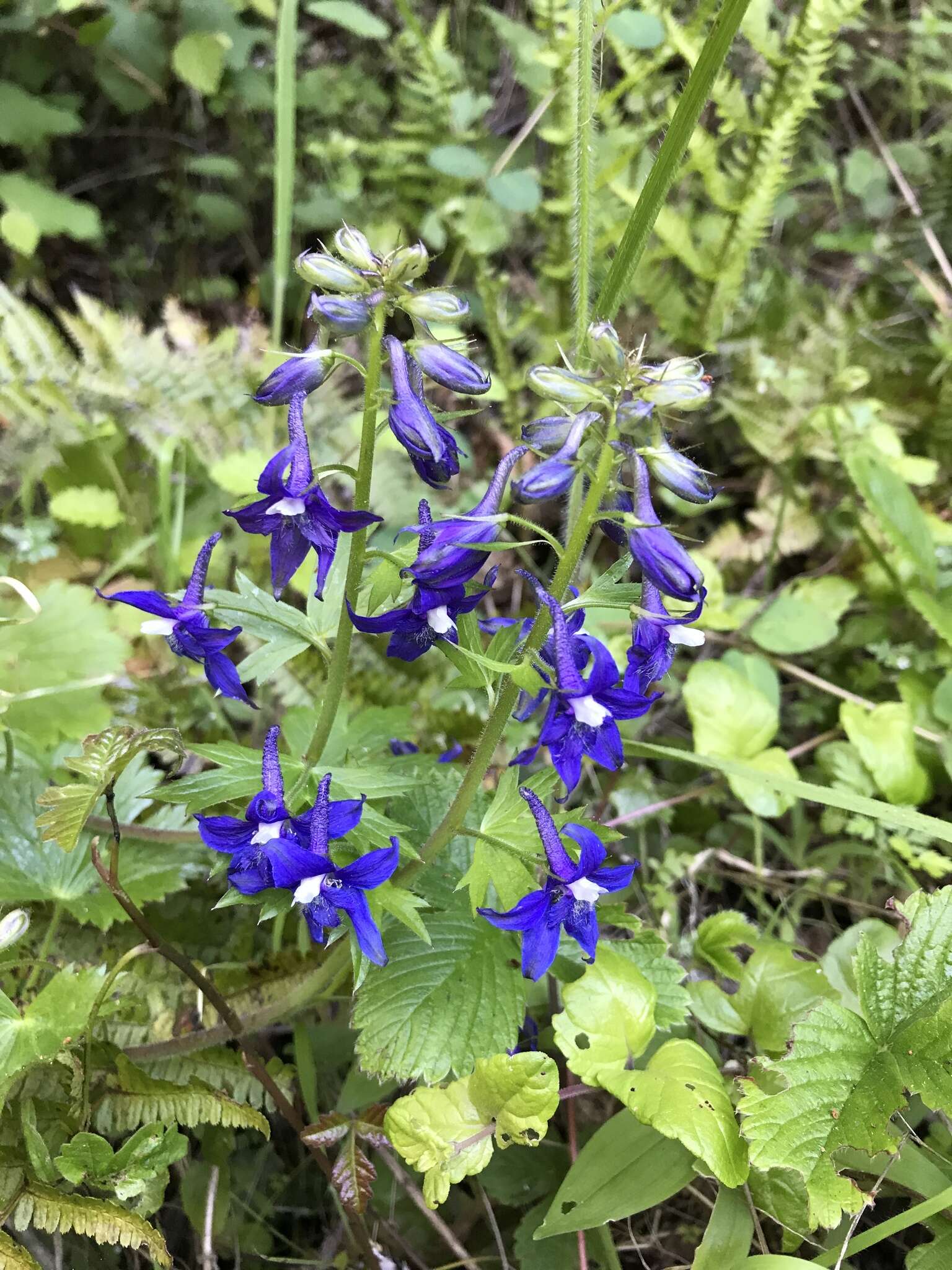 Image of Baker's delphinium