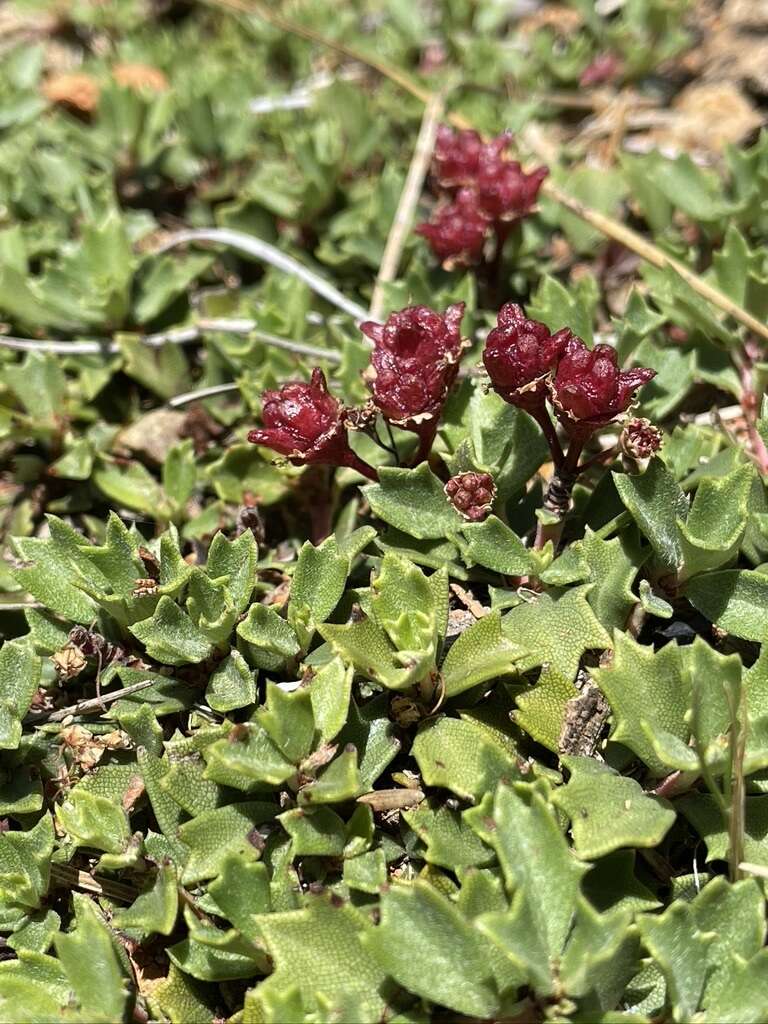 Image of Ceanothus divergens var. occidentalis (Mc Minn) D. O. Burge