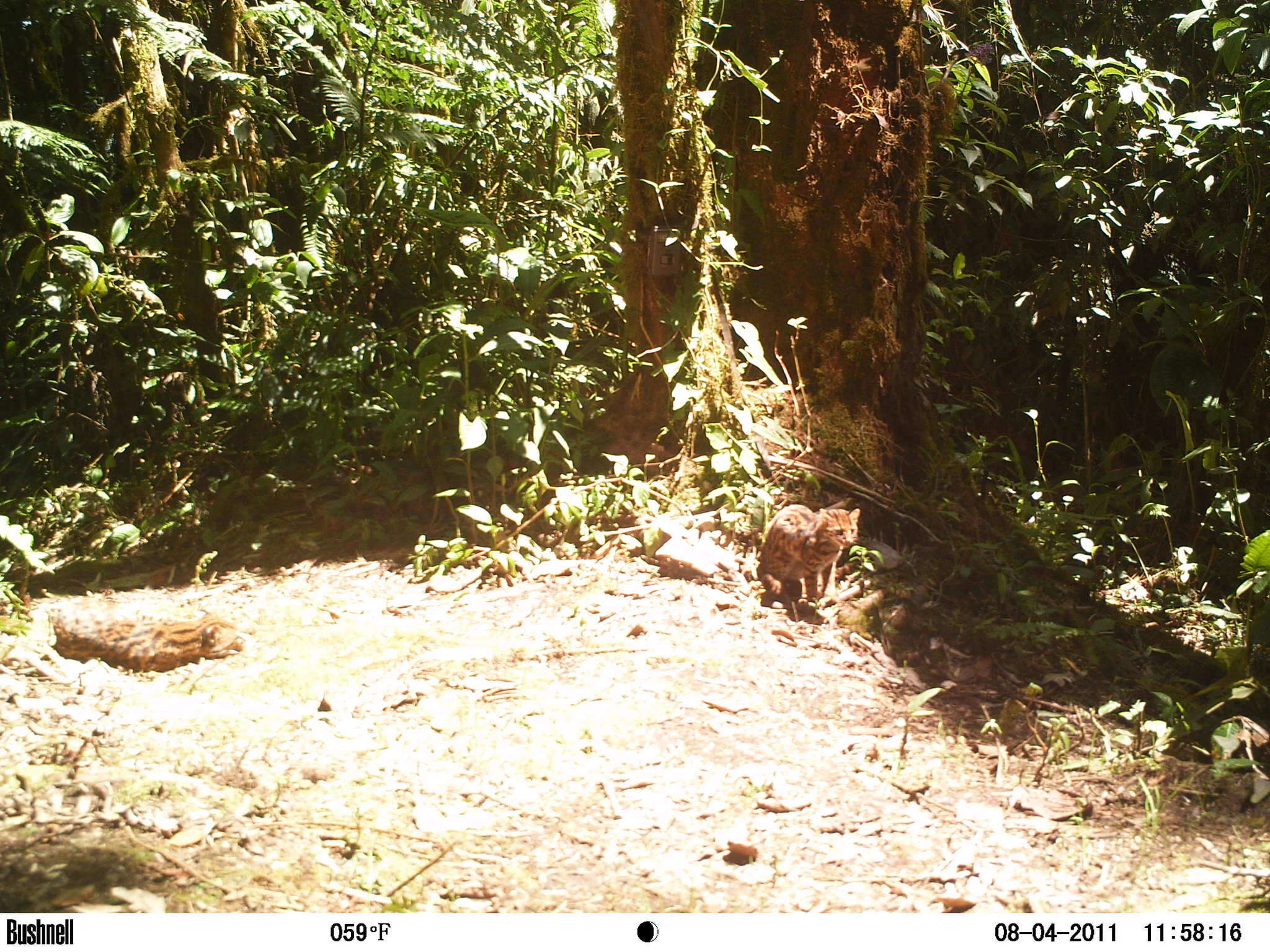 Image of little spotted cat