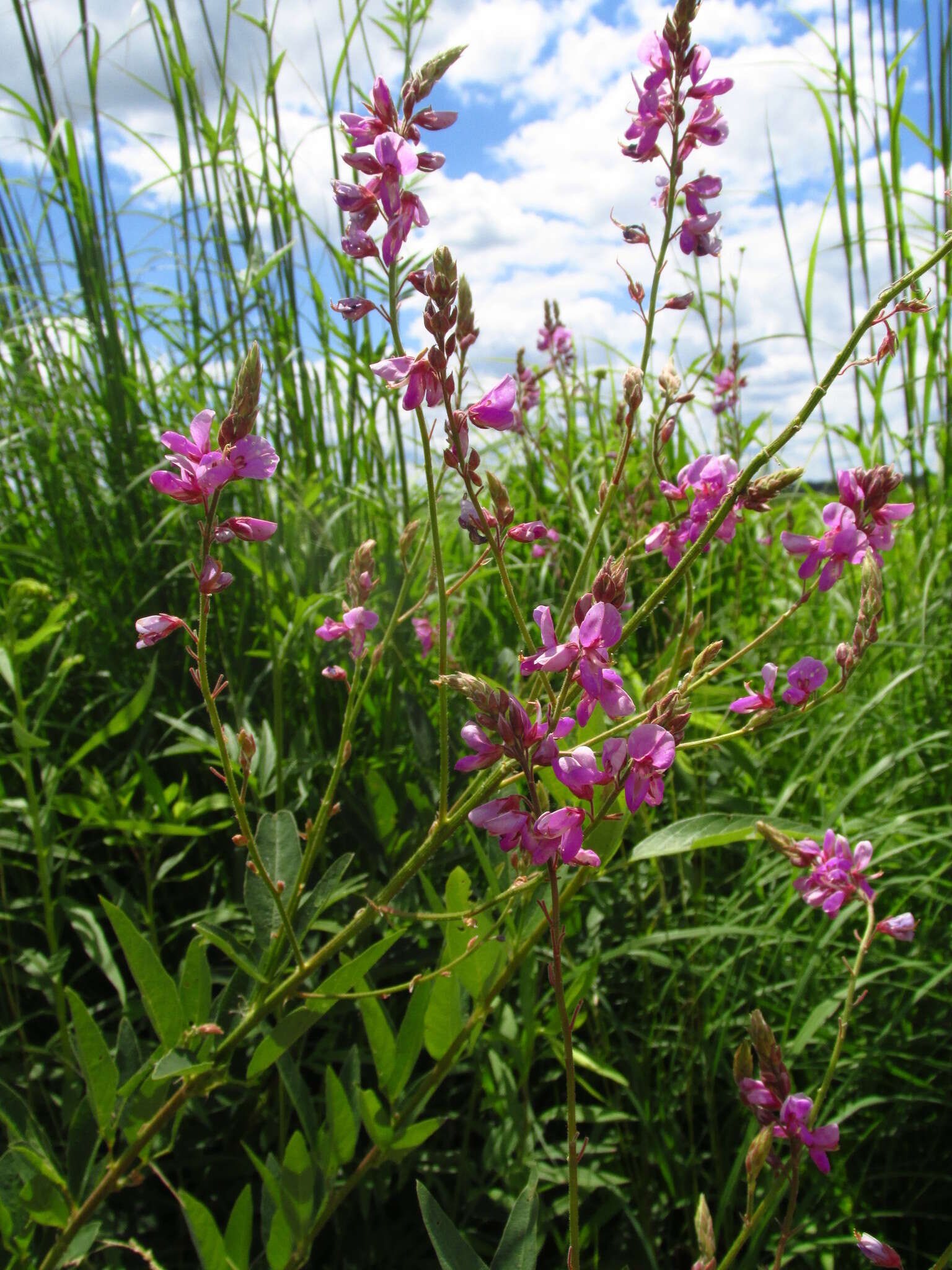 Image of showy ticktrefoil