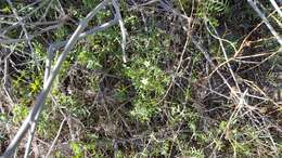 Image of white fiestaflower