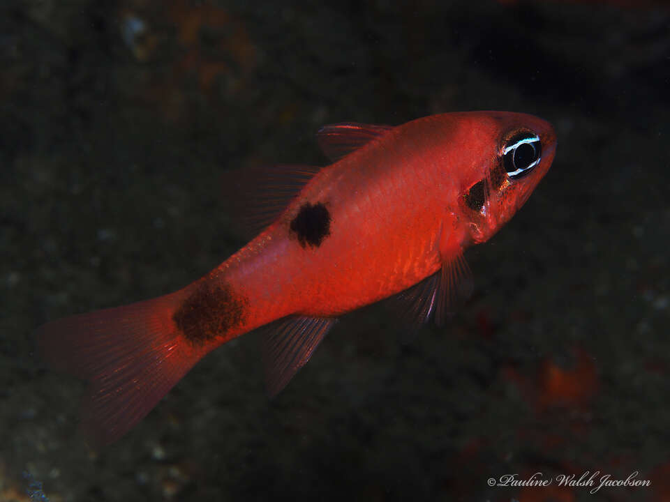 Image of Flamefish