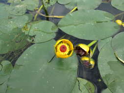 Image de Nuphar rubrodisca Morong