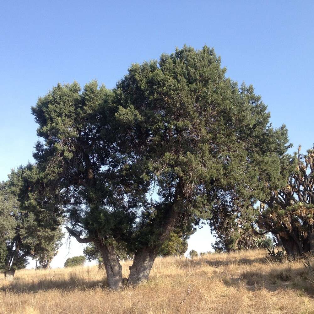 Juniperus deppeana var. deppeana的圖片