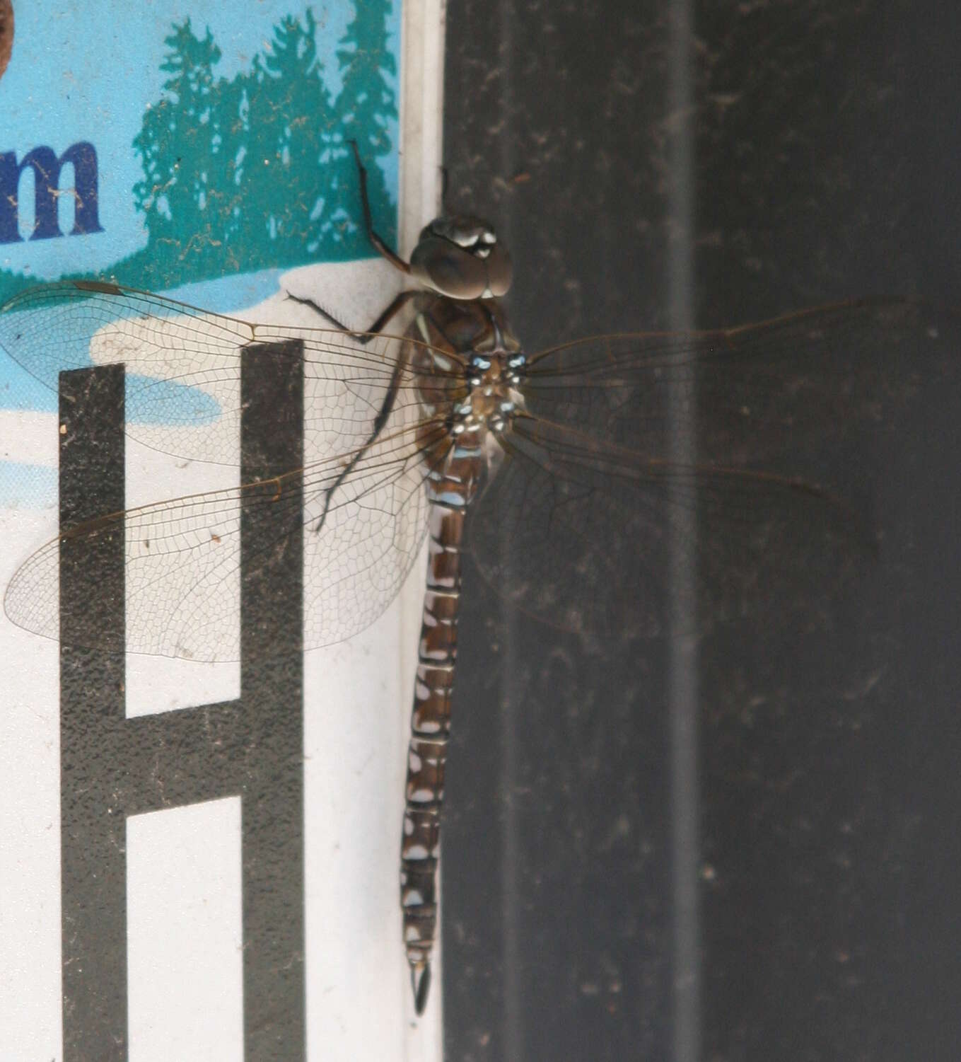 Image of Variable Darner