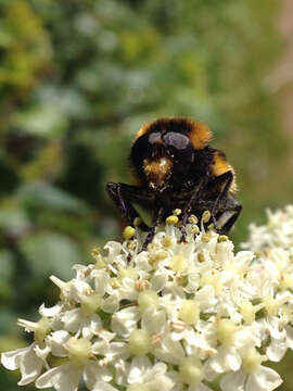 Volucella bombylans (Linnaeus 1758) resmi