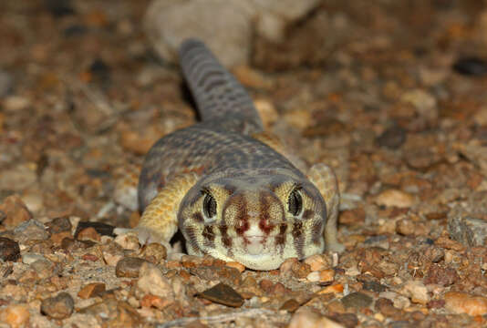 Image de Teratoscincus scincus (Schlegel 1858)