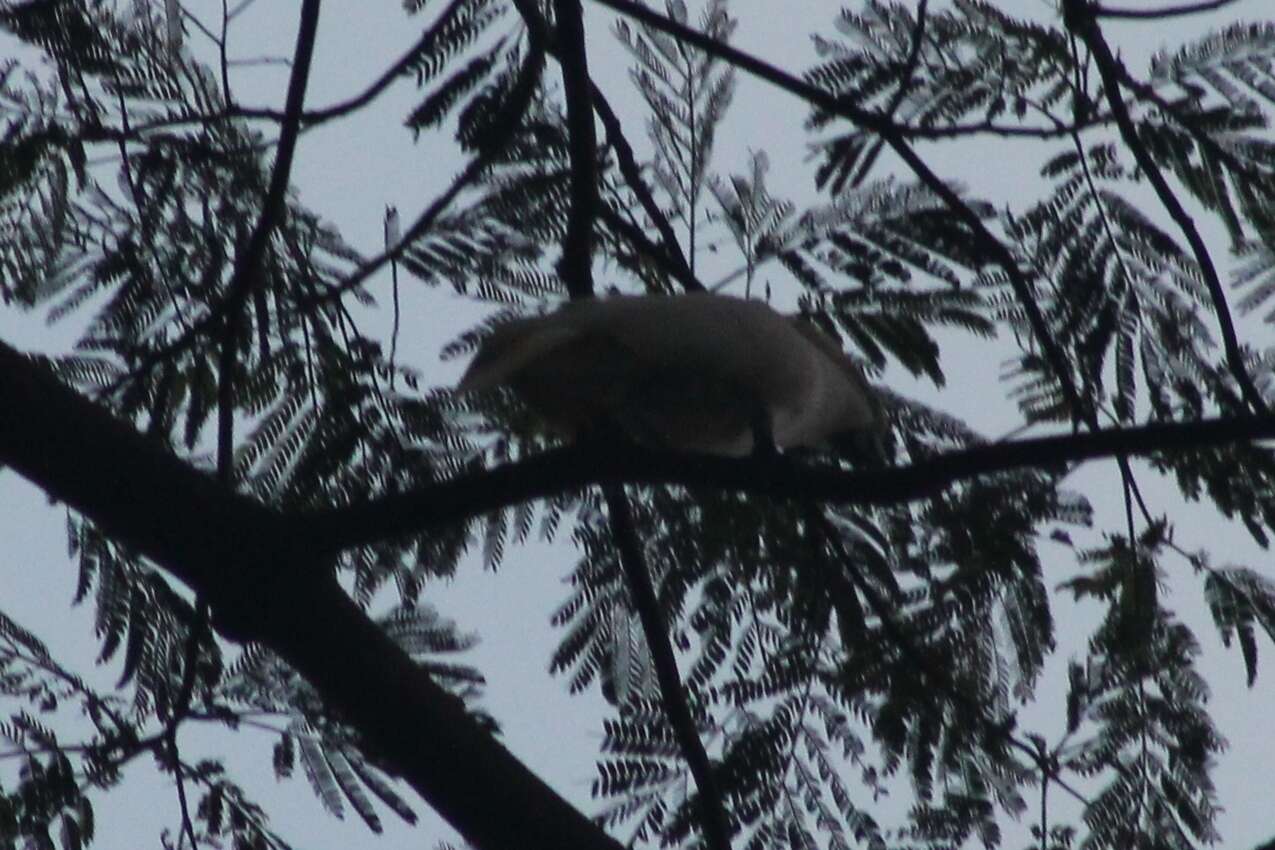 Imagem de Cacatua moluccensis (Gmelin & JF 1788)