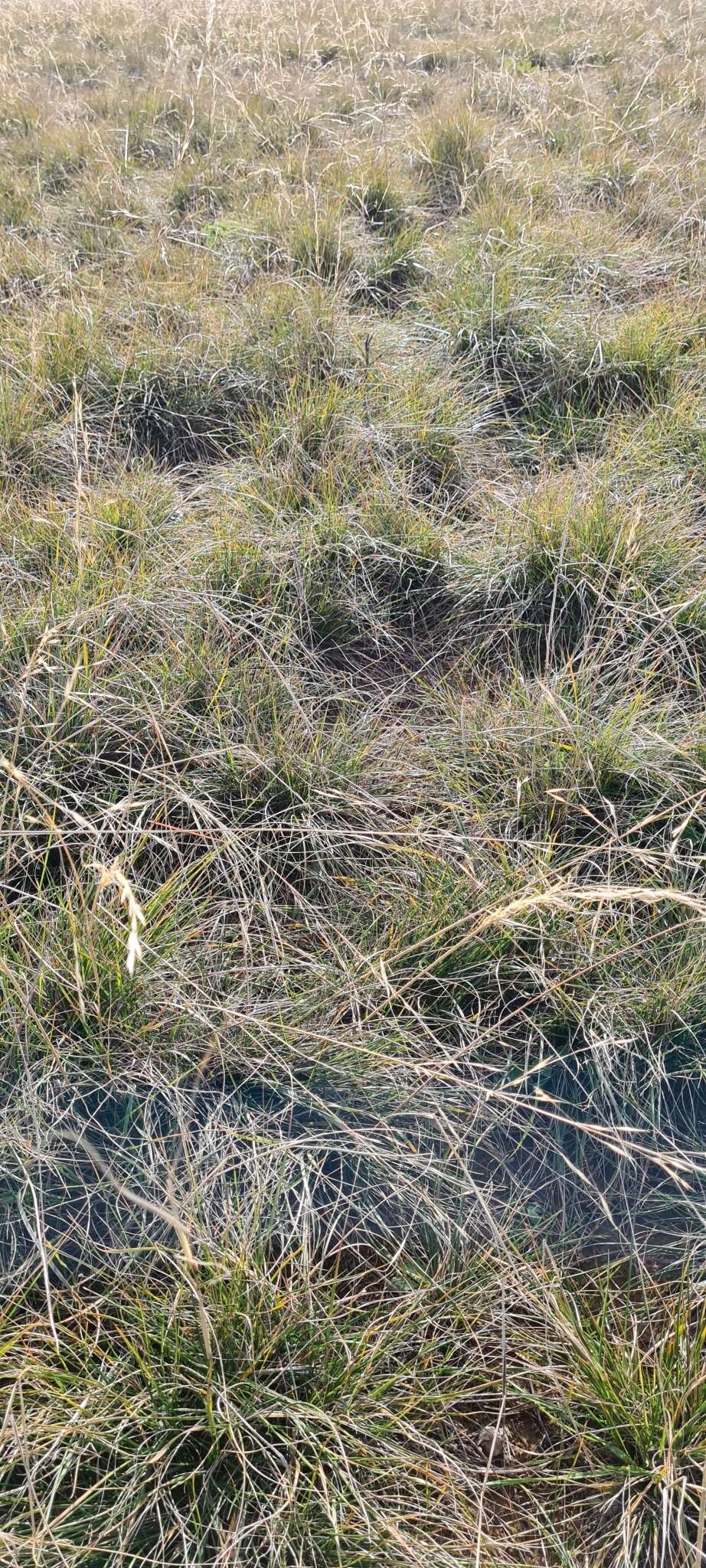 Image of Austrostipa bigeniculata (Hughes) S. W. L. Jacobs & J. Everett