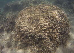 Image de Porites compressa Dana 1846