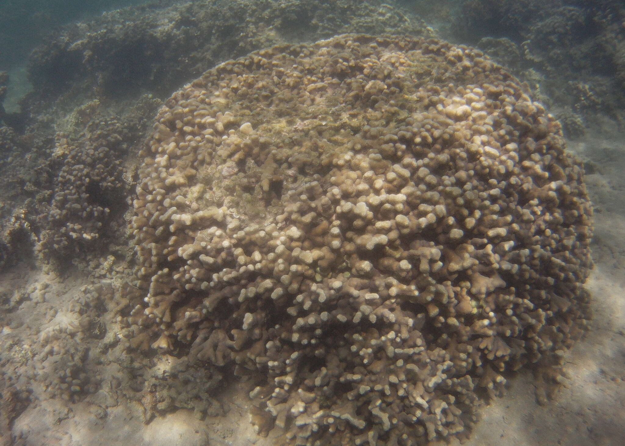 Image of Stony coral