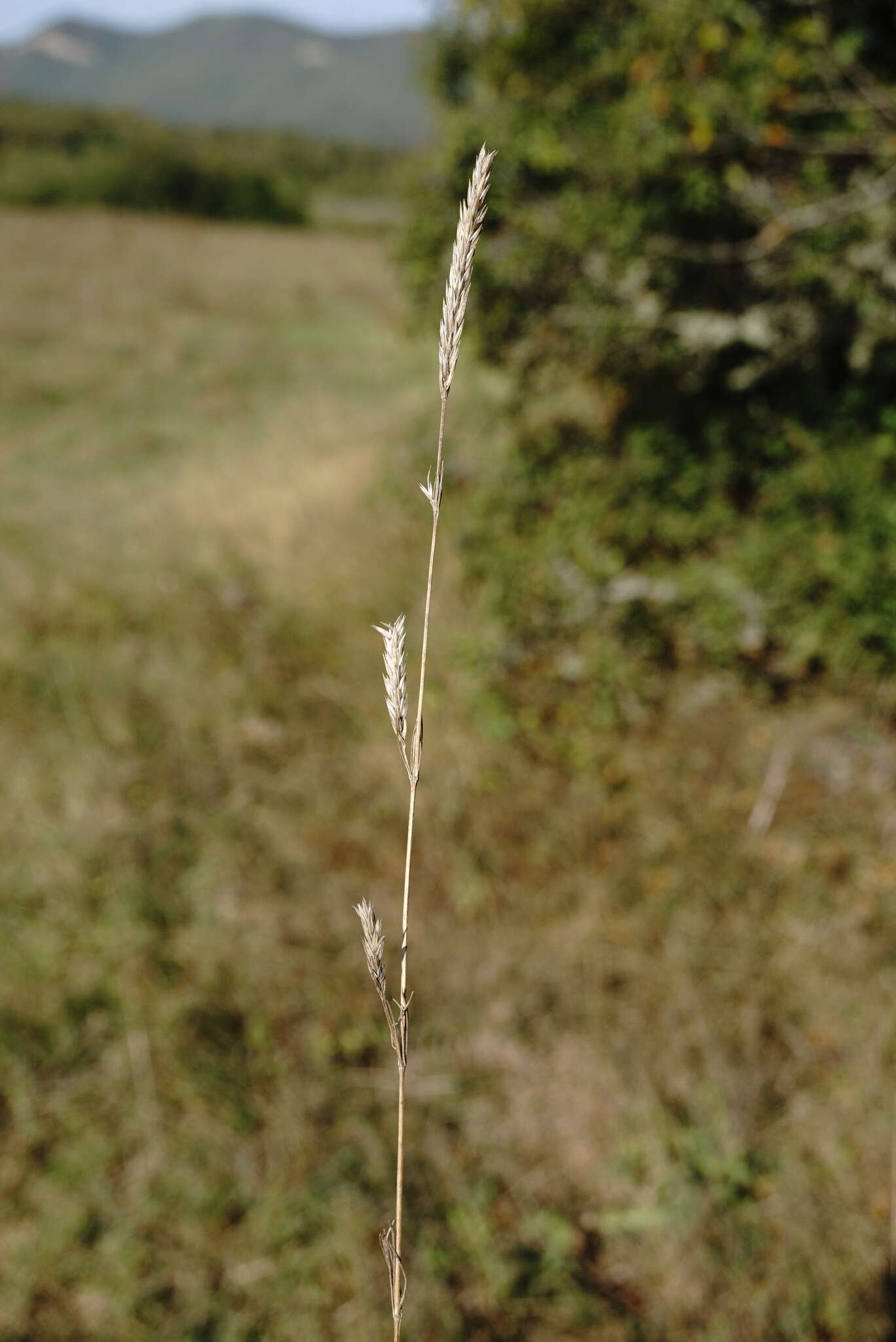 Sivun Crucianella angustifolia L. kuva