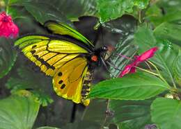 Слика од Ornithoptera goliath Oberthür 1888