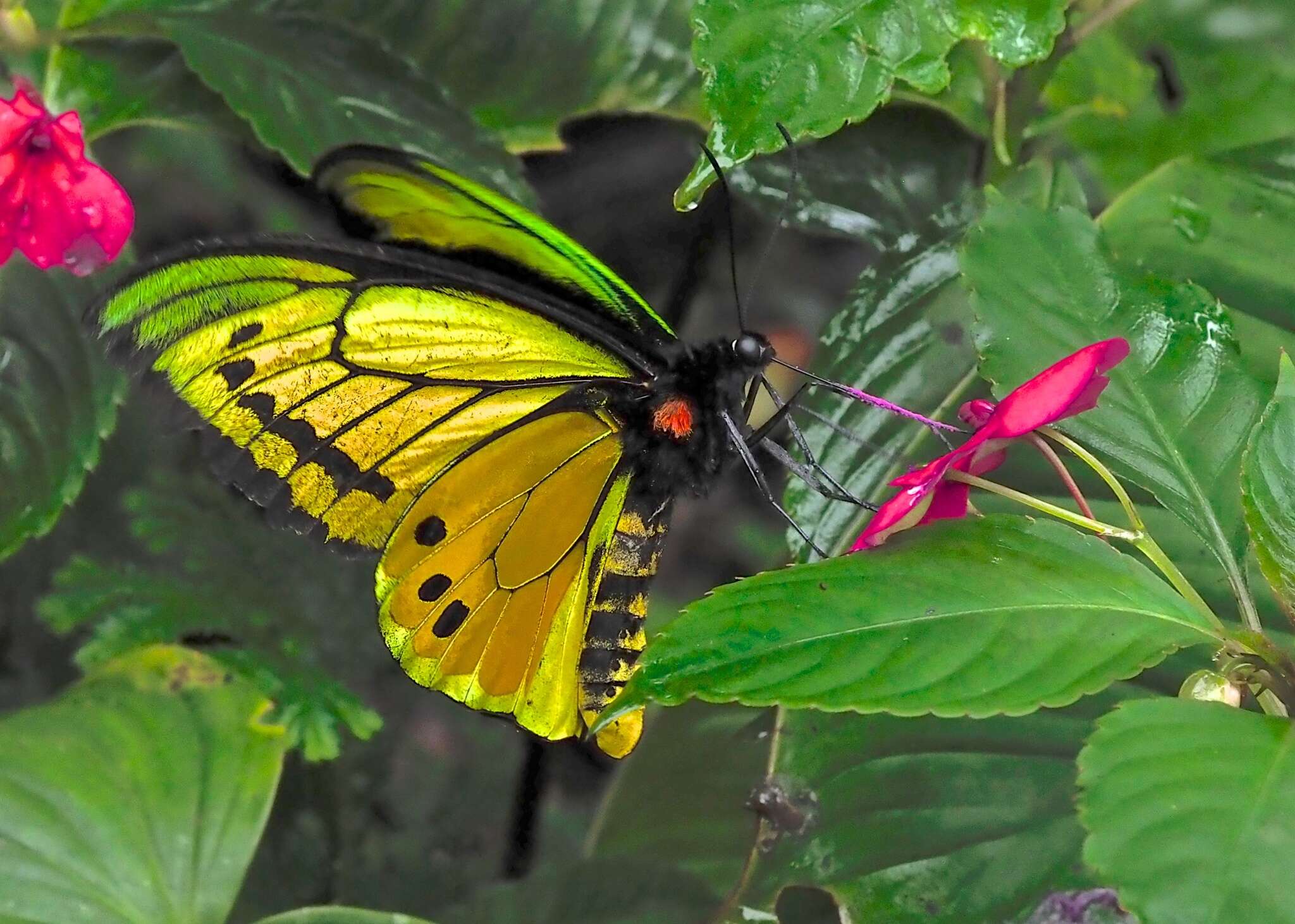 Слика од Ornithoptera goliath Oberthür 1888