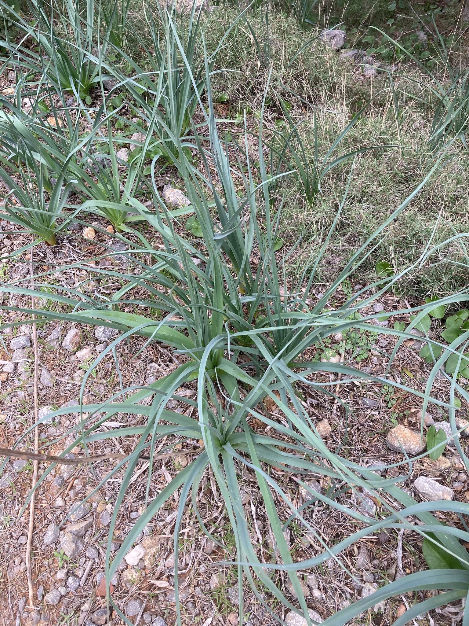 Image of Asphodelus ramosus subsp. ramosus