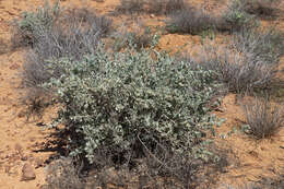 Image of bluegreen saltbush