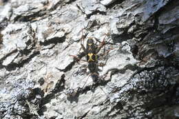 Imagem de Neoclytus conjunctus (Le Conte 1857)