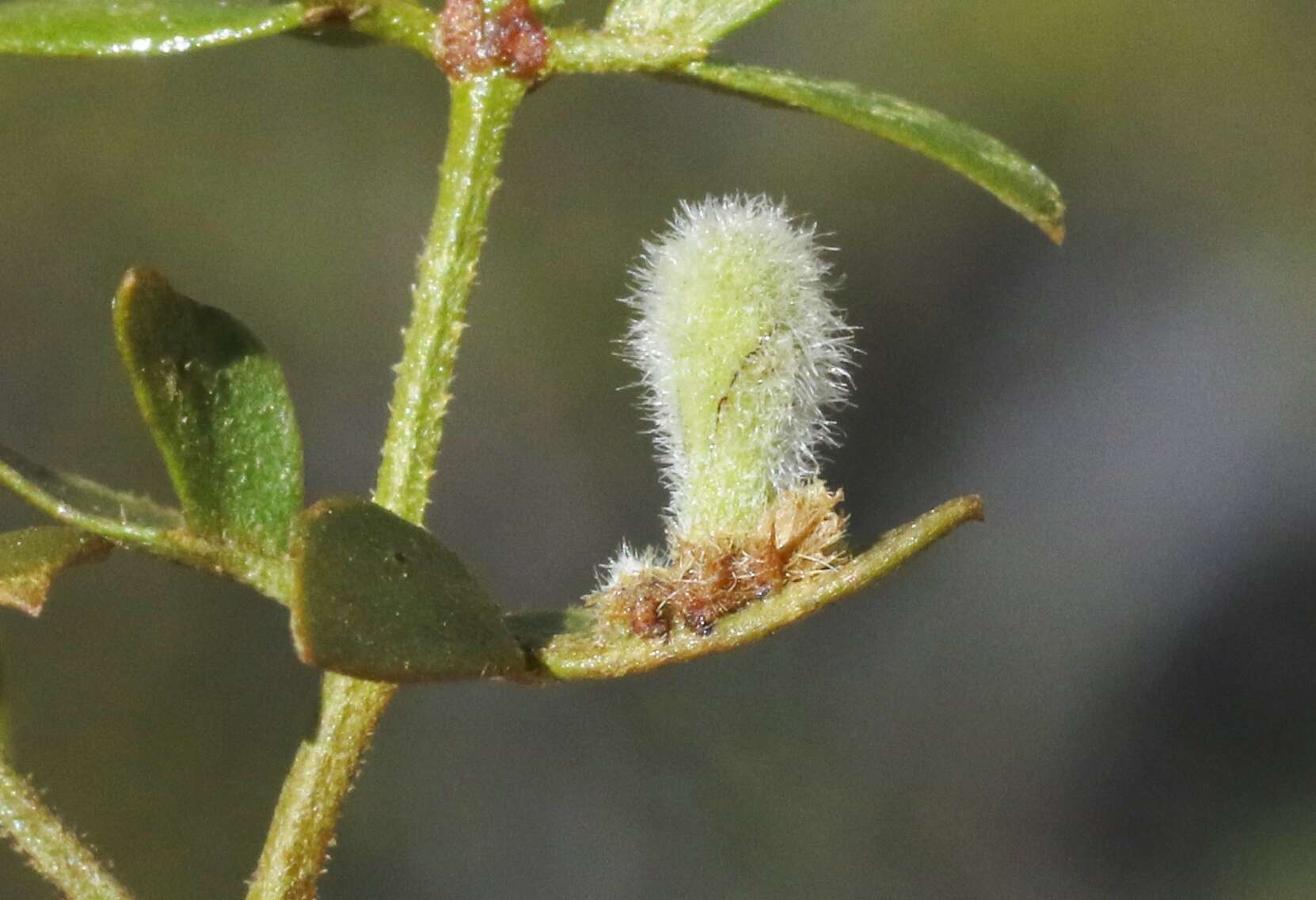 Image of Asphondylia pilosa Gagne 1990