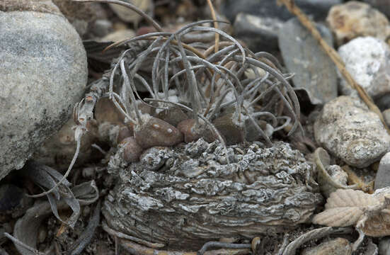 Image of Turbinicarpus schmiedickeanus subsp. macrochele (Werderm.) N. P. Taylor