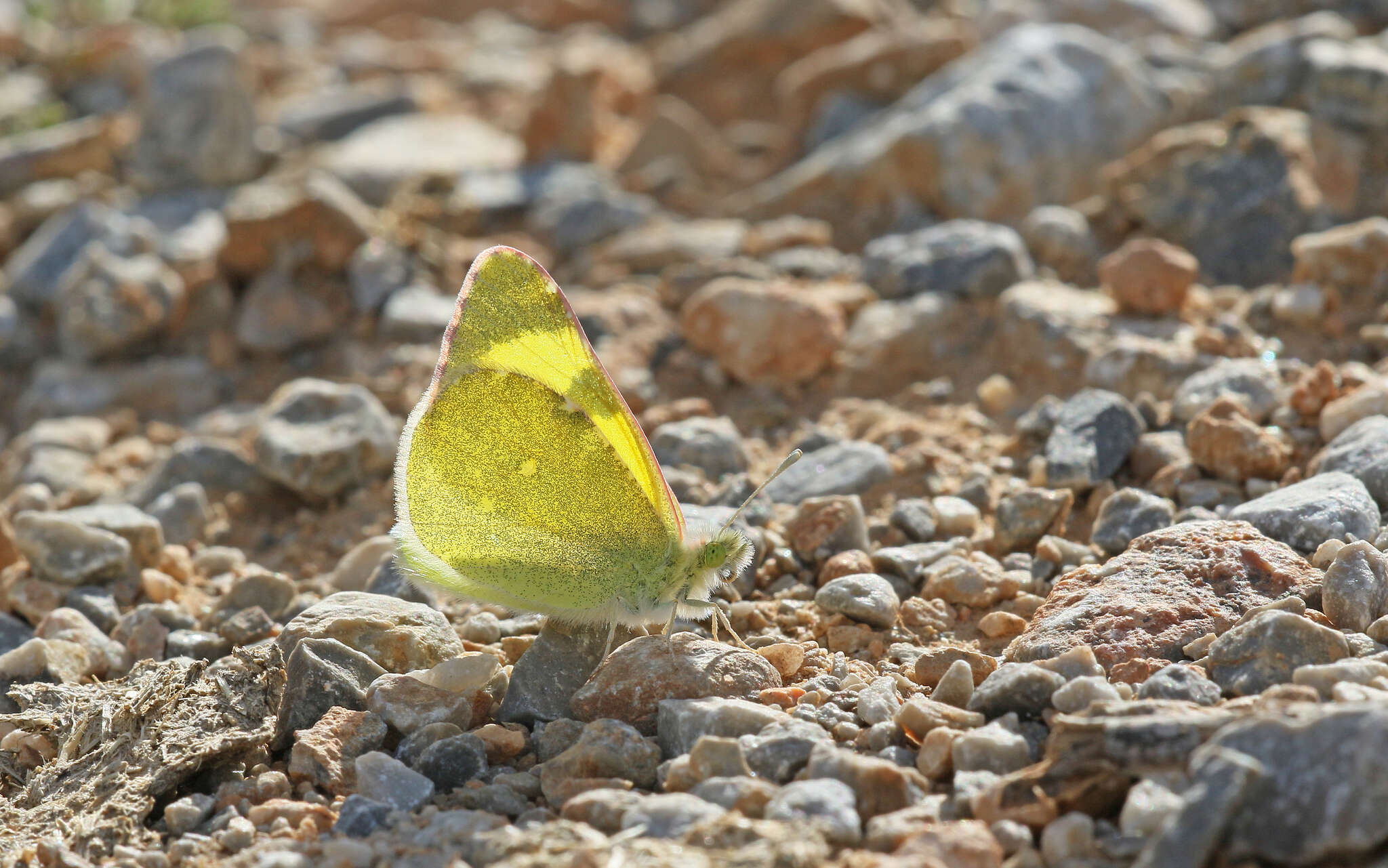 Image of <i>Euchloe penia</i>