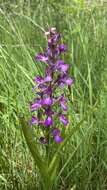 Image of Anacamptis palustris subsp. elegans (Heuff.) R. M. Bateman, Pridgeon & M. W. Chase