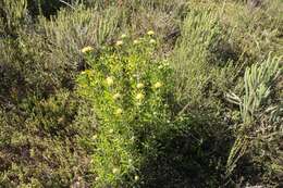 Plancia ëd Leucospermum muirii Phillips