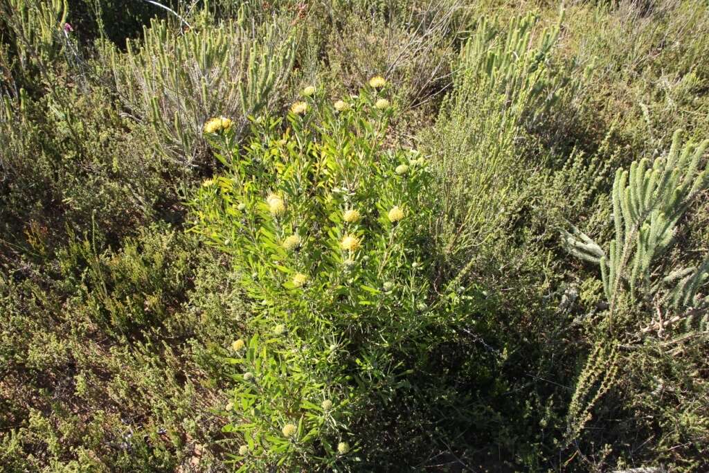 Image of Albertinia pincushion