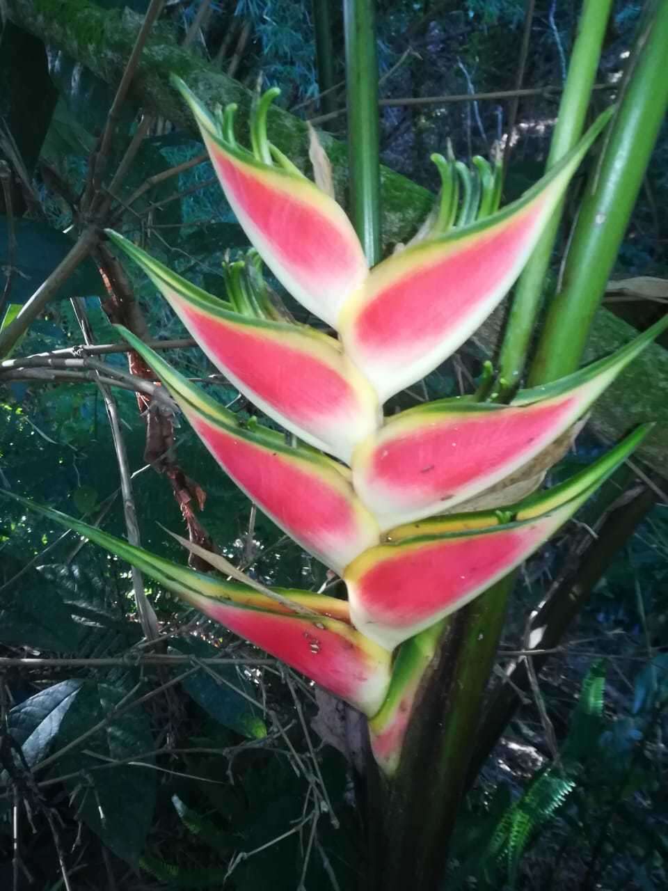 Heliconia wagneriana Petersen的圖片