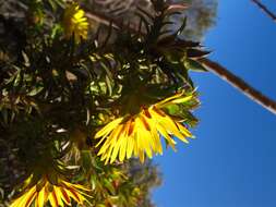 Image of Oedera imbricata Lam.