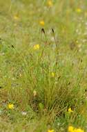 Image of Black Bog-rush