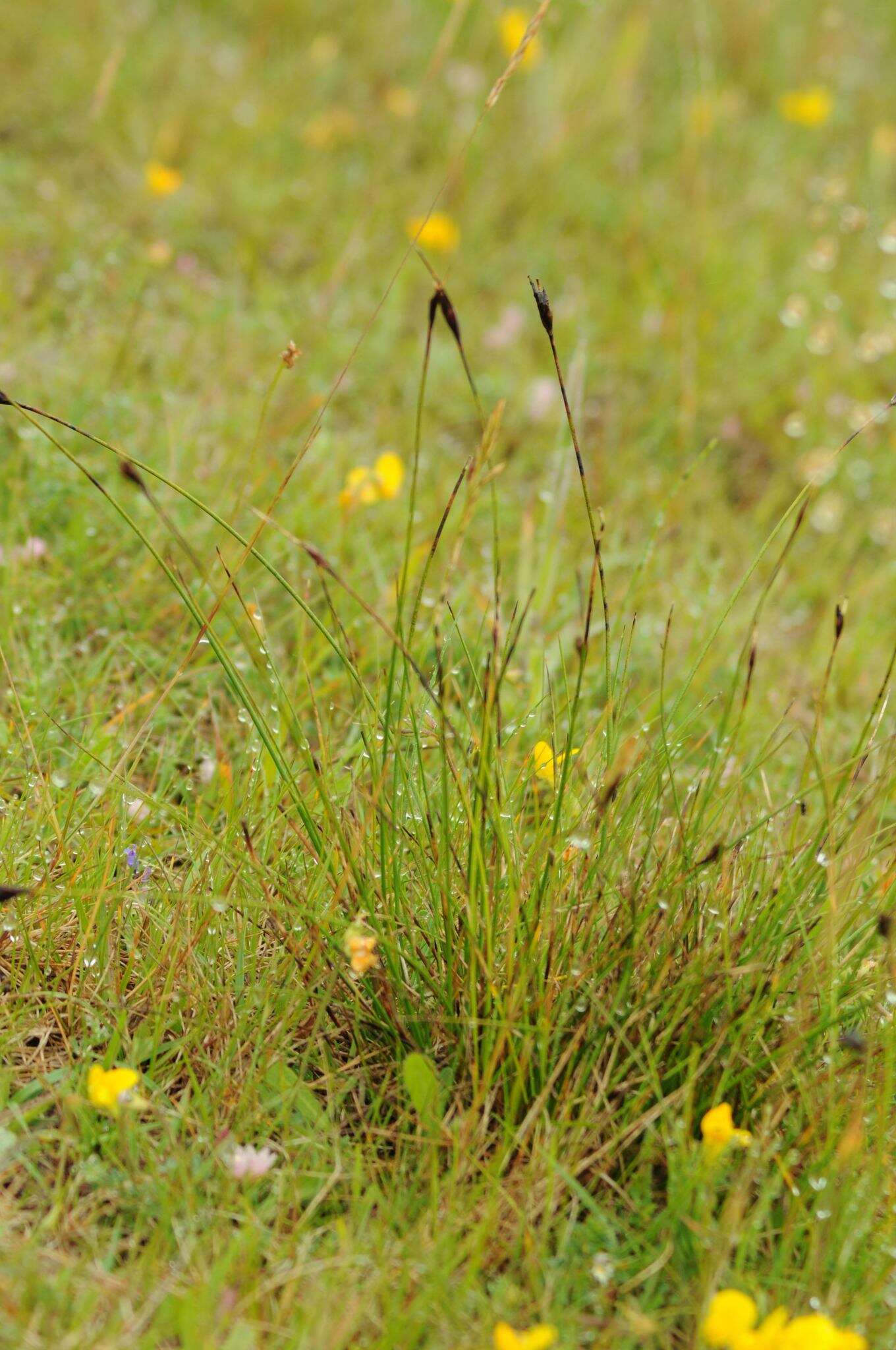 Image of Black Bog-rush