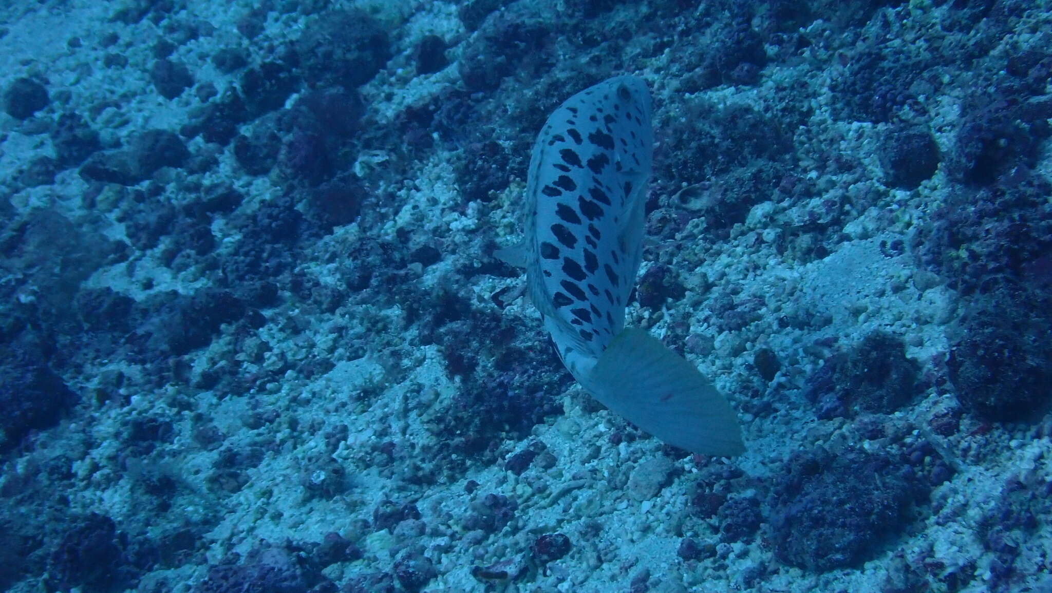 Image of Comb Grouper