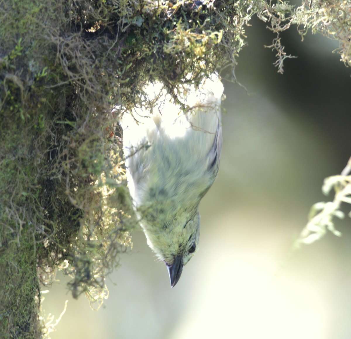 Imagem de Camarhynchus pallidus (Sclater, PL & Salvin 1870)