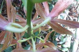 Image of Phaius callosus (Blume) Lindl.