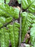 Image of Dryopteris tenuipes (Rosenst.) Seriz.