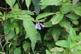 Image of prickly comfrey