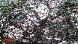 Image of Peters's squirrel