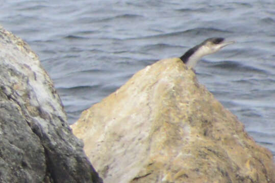 Image of Black-faced Cormorant