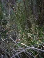 صورة Juncus capensis Thunb.