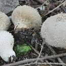 Plancia ëd Lycoperdon americanum Demoulin 1972