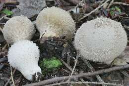 Imagem de Lycoperdon americanum Demoulin 1972