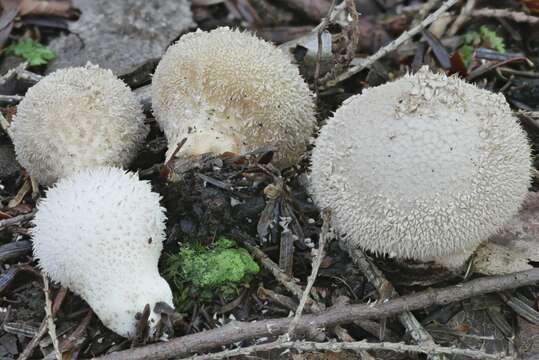 Image of Lycoperdon americanum Demoulin 1972