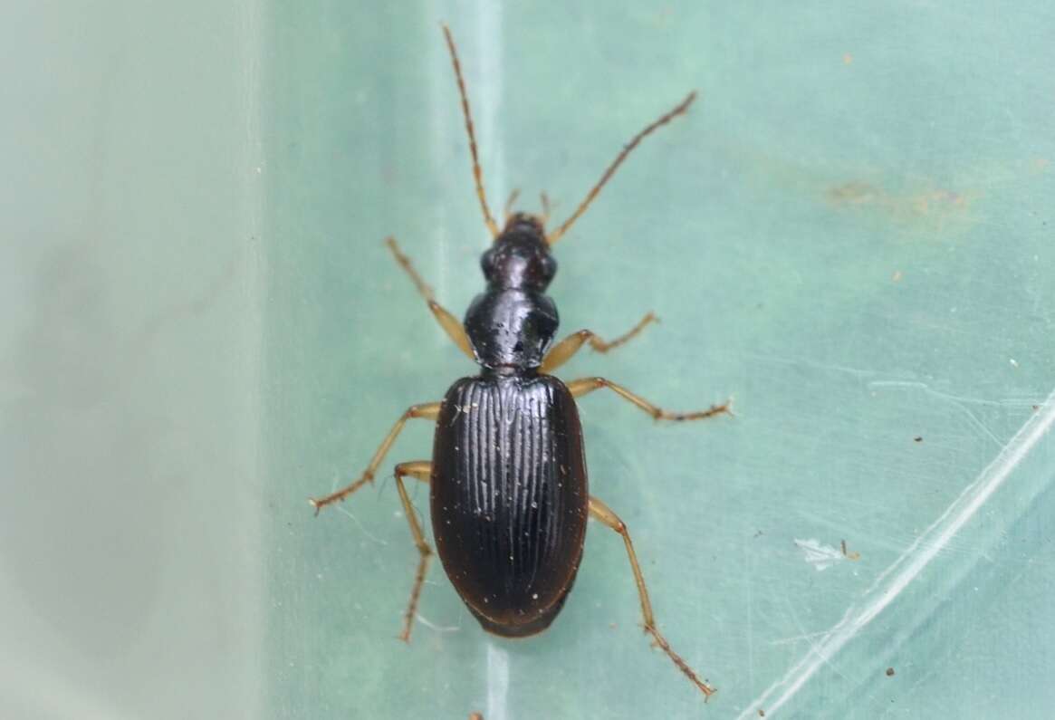 Image of Ground beetle