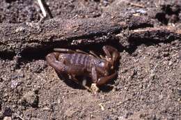 Image of Hadruroides galapagoensis Maury 1975